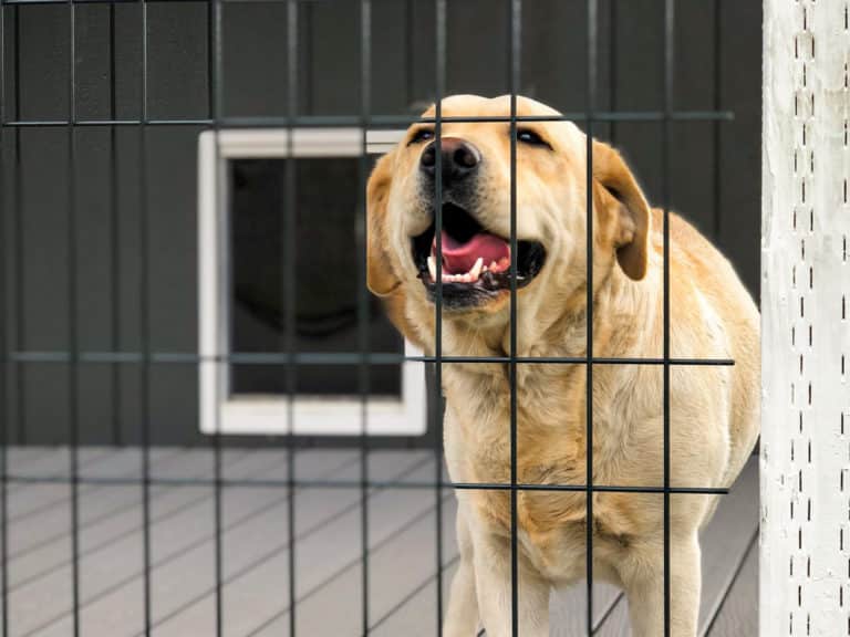 wooden outdoor dog kennel with quality welded cage in oregon