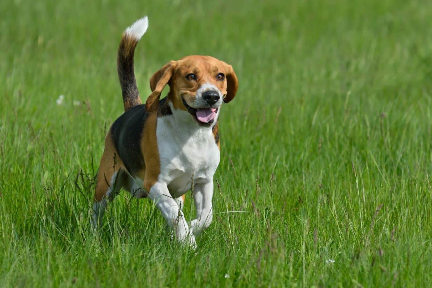 Kennels-by-Dog-Breeds-for-Beagles