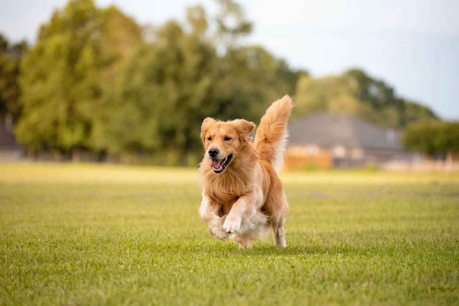 Kennels-by-Dog-Breeds-for-Golden-Retrievers