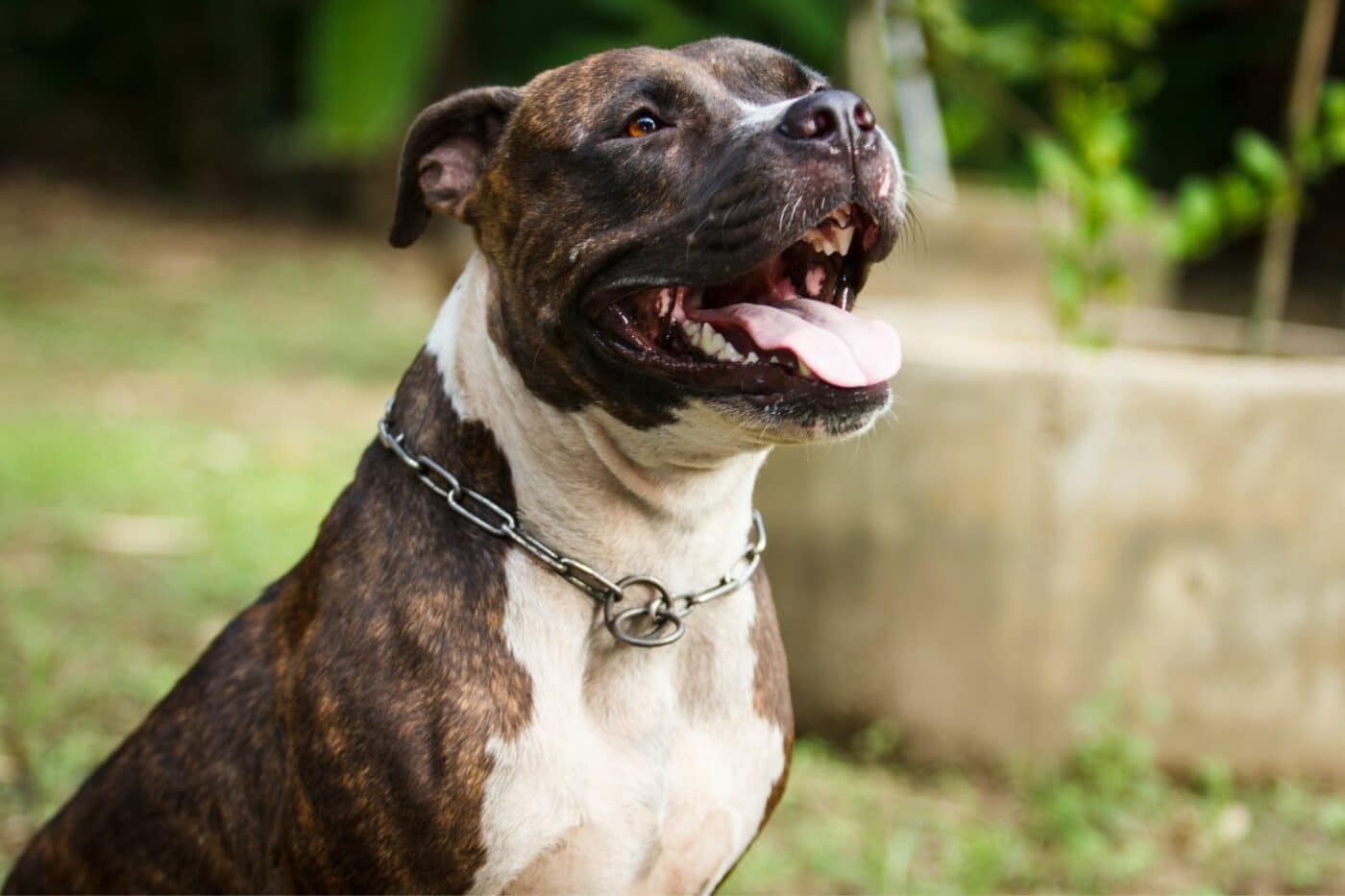 Kennels-by-Dog-Breeds-for-Pitbull