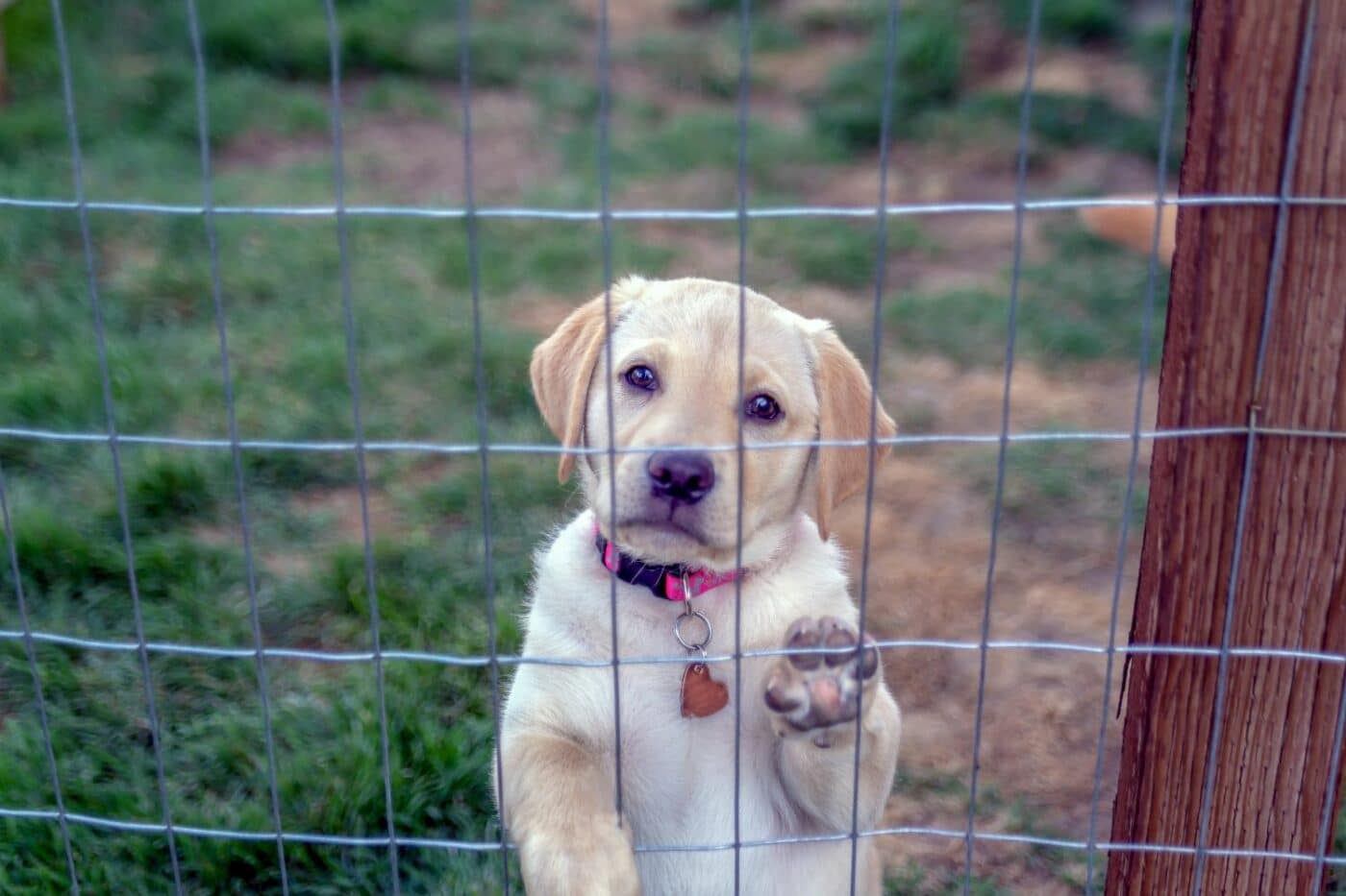are dog containment systems safe