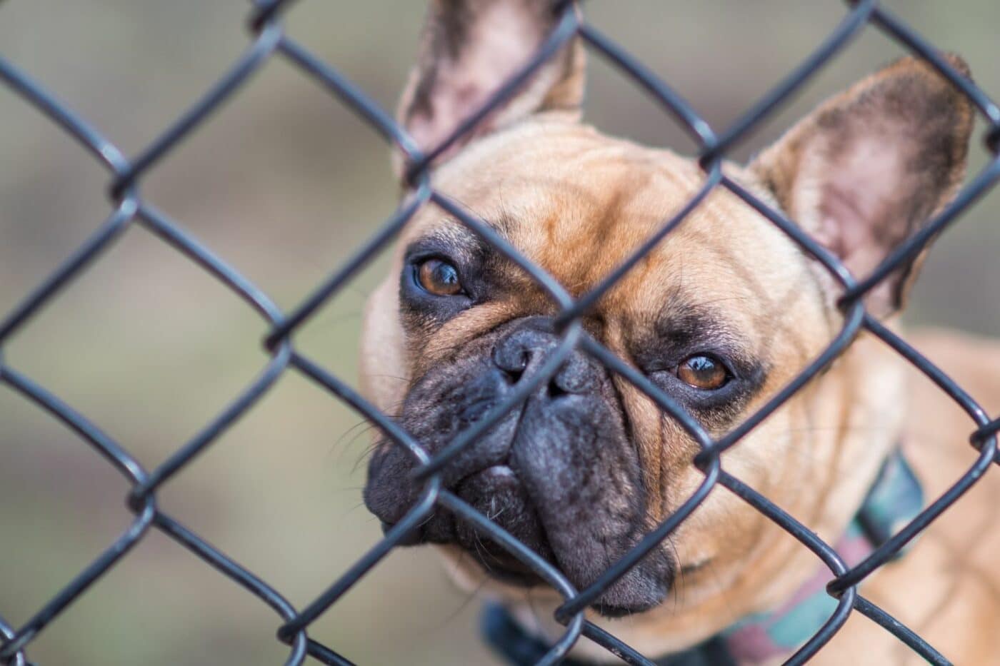 can i leave my dog in a dog containment system