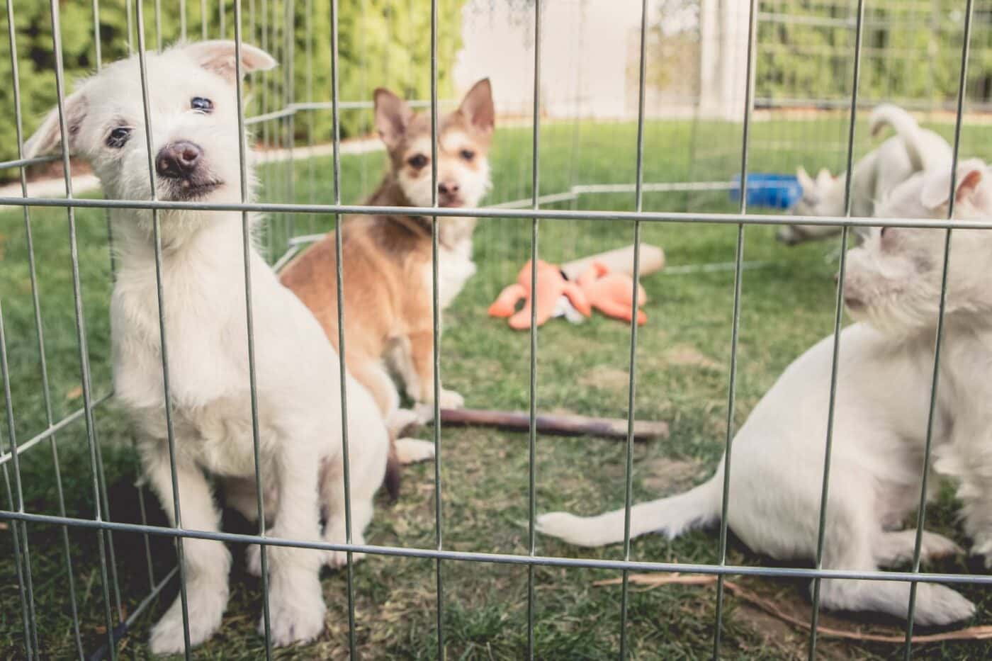 what are dog containment systems