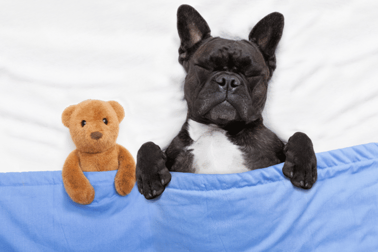 dog kennel bedding in tri cities or