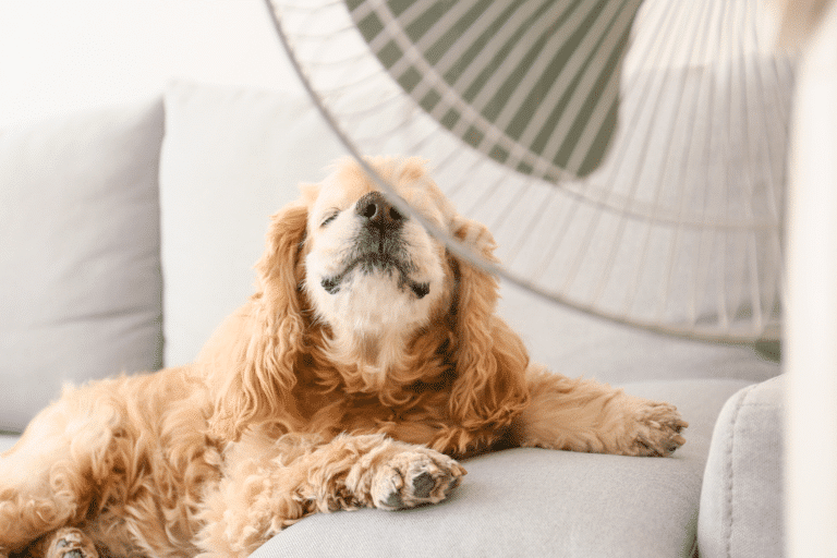 dog shed kennel fans in or