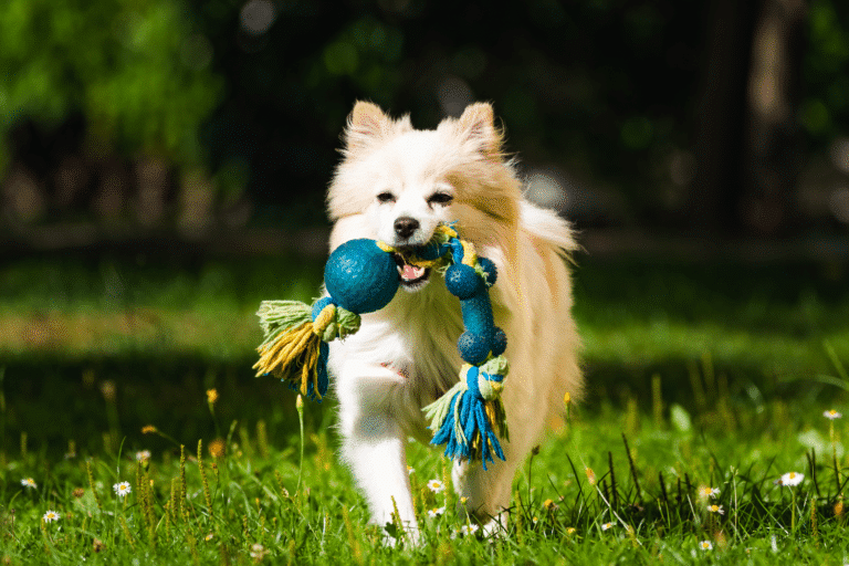 fun features for dog shed kennels in wa and or