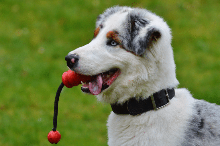 rope and tug toys for dog shed kennels in seattle wa
