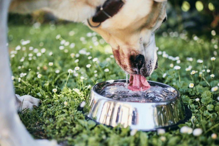 standard water bowls for dog shed kennels in twisp wa