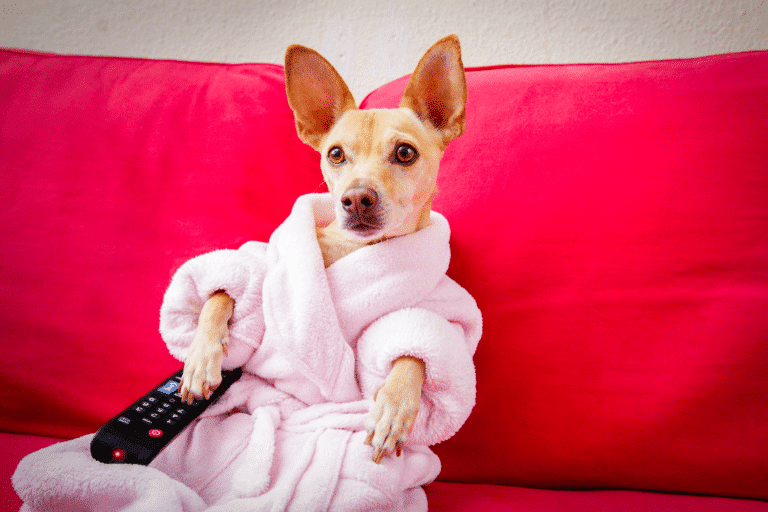 tv for dog shed kennels in wa