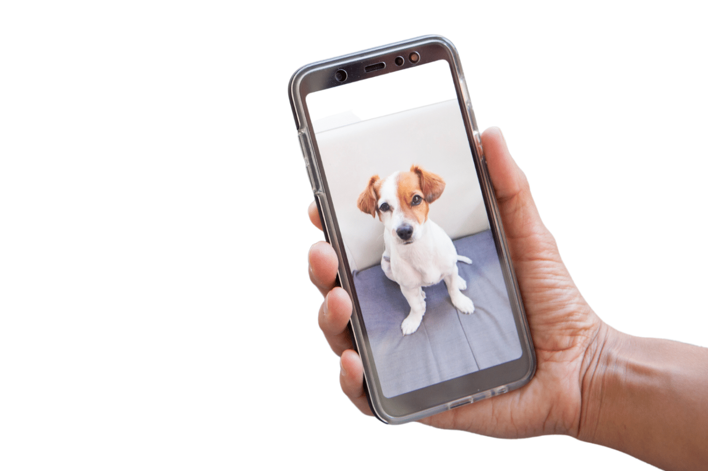 video survallience for dog shed kennels in or andwa