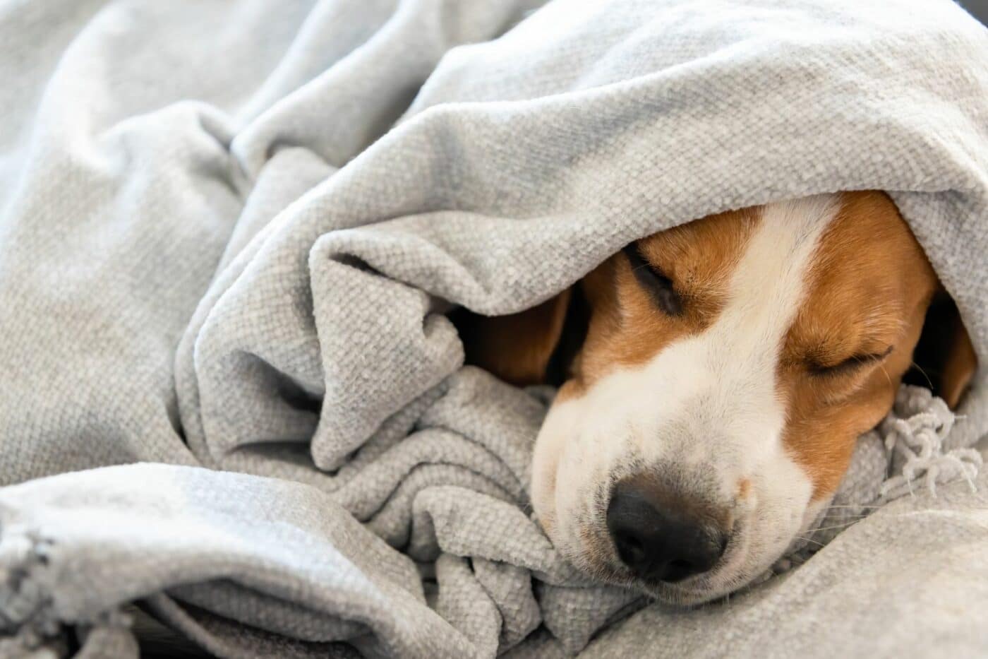 blankets for insulation for dog houses