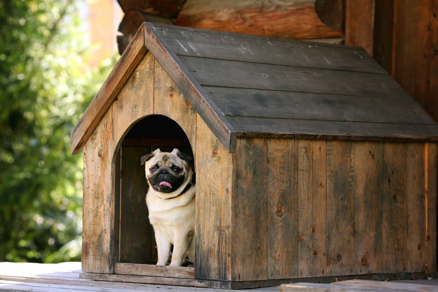 insulation for dog house