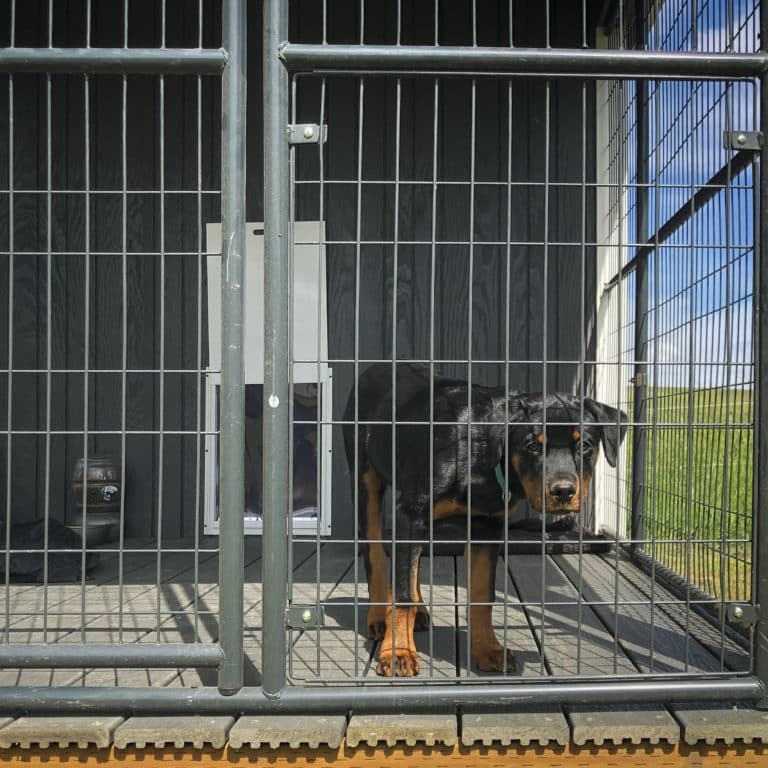 large dog shed in or
