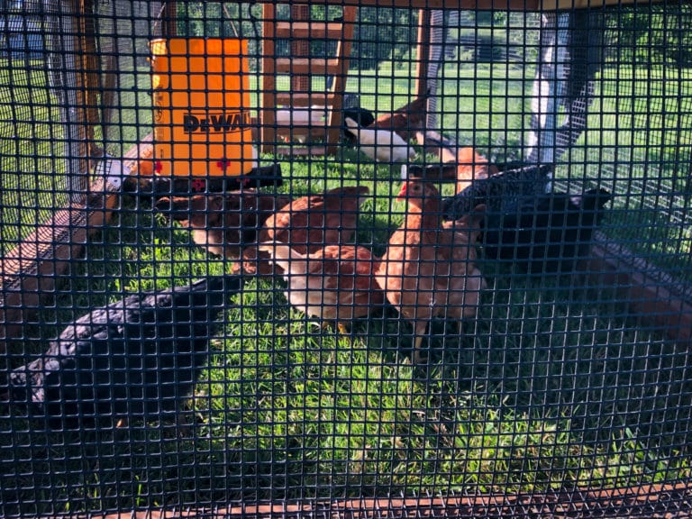 mobile chicken tractor in id